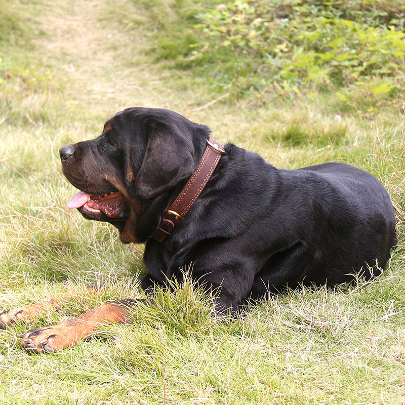 Leather Dog Collar